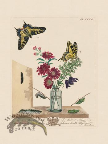 Moses Harris Insects 36